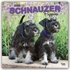 BrownTrout Publisher, Browntrout Publishing (COR) - Schnauzer Puppies 2020 Calendar