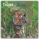 BrownTrout Publisher, Browntrout Publishing (COR) - Tigers 2020 Calendar