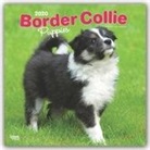 BrownTrout Publisher, Inc Browntrout Publishers, BrownTrout Publishers Inc, Browntrout Publishing (COR) - Border Collie Puppies 2020 Calendar