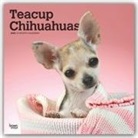 BrownTrout Publisher, Inc Browntrout Publishers, Browntrout Publishing (COR) - Teacup Chihuahuas 2020 Calendar
