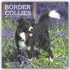 BrownTrout Publisher, Inc Browntrout Publishers, Browntrout Publishers Inc, Browntrout Publishing (COR) - Border Collies 2020 Calendar