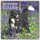 BrownTrout Publisher, Inc Browntrout Publishers, BrownTrout Publishers Inc, Browntrout Publishing (COR) - Border Collies 2020 Calendar
