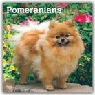 BrownTrout Publisher, Browntrout Publishing (COR) - Pomeranians 2020 Calendar