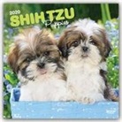 BrownTrout Publisher, Inc Browntrout Publishers, Browntrout Publishing (COR) - Shih Tzu Puppies 2020 Calendar