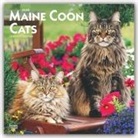 BrownTrout Publisher, Inc Browntrout Publishers, Browntrout Publishing (COR) - Maine Coon Cats 2020 Calendar