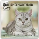 BrownTrout Publisher, Inc Browntrout Publishers, BrownTrout Publishers Inc, Browntrout Publishing (COR) - British Shorthair Cats 2020 Calendar