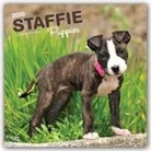 BrownTrout Publisher, BrownTrout Publishers Inc, Browntrout Publishing (COR) - Staffordshire Bull Terrier Puppies 2020 Calendar