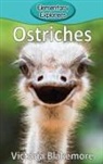 Victoria Blakemore - Ostriches