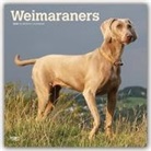 BrownTrout Publisher, Inc Browntrout Publishers, Browntrout Publishing (COR), BROWNTROUT US - Weimaraners 2020 Calendar