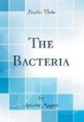 Antoine Magnin - The Bacteria (Classic Reprint)