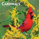 Inc Browntrout Publishers, Browntrout Publishing (COR) - Cardinals 2020 Calendar
