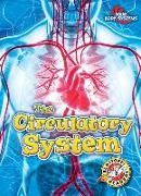 Rebecca Pettiford - The Circulatory System