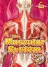 Rebecca Pettiford - The Muscular System