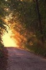 Planners And Journals - Sunlight Down the Road: A Dirt Road or Track Is a Type of Unpaved Road Made from the Native Material of the Land Surface Through Which It Pass
