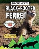 Rachel Stuckey - Bringing Back the Black-Footed Ferret