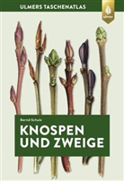 Bernd Schulz - Knospen und Zweige