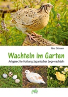 Nina Dittmann, Bastian Dittmann, Detlef Dittmann, Thorben Wenzel - Wachteln im Garten