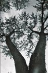 Joan Noeldechen - Alpine Poems