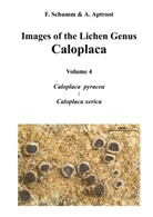 Felix Schumm - Images of the Lichen Genus Caloplaca, Vol4