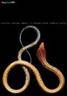 B. Martin Pedersen, B. Martin Pedersen - Graphis Journal Magazine 365