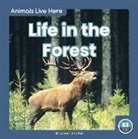 Connor Stratton - Life in the Forest