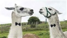 Celia Gaze - Why Put a Bow Tie on a Llama?