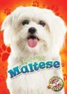 Kaitlyn Duling - Maltese