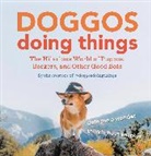 Creators of @doggosdoingthings, Creators of @doggosdoingthings, Creators of @doggosdoingthings (COR) - Doggos Doing Things