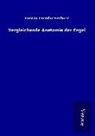 Gustav Theodor Fechner - Vergleichende Anatomie der Engel