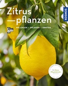 Dominik Grosse Holtforth, Dominik (Dr.) Grosse Holtforth, Dominik Große Holtforth - Zitruspflanzen (Mein Garten)