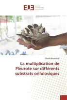 Cherifa Boussioud - La multiplication de Pleurote sur différents substrats cellulosiques