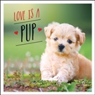 Charlie Ellis, Ellis Charlie - Love is a Pup