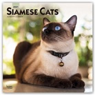 BrownTrout Publisher, Browntrout Publishing (COR) - Siamese Cats 2021 Calendar