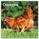 Browntrout, BrownTrout Publisher, Browntrout Publishing (COR) - Chickens 2021 Calendar