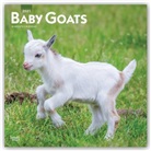 Browntrout, BrownTrout Publisher, Browntrout Publishing (COR) - Baby Goats 2021 Calendar
