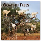 Browntrout, BrownTrout Publisher, Browntrout Publishing (COR) - Goats in Trees 2021 Calendar
