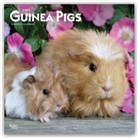 BrownTrout Publisher, Browntrout Publishing (COR) - Guinea Pig 2021 Calendar Square