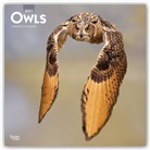 Browntrout, BrownTrout Publisher, Browntrout Publishing (COR) - Owls 2021 Calendar