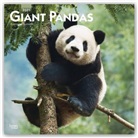 Browntrout, BrownTrout Publisher, Browntrout Publishing (COR) - Giant Pandas 2021 Calendar