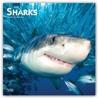 Browntrout, BrownTrout Publisher, Browntrout Publishing (COR) - Sharks 2021 Calendar