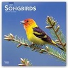 BrownTrout Publisher, Browntrout Publishing (COR) - Songbirds 2021 Calendar