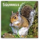 BrownTrout Publisher, Browntrout Publishing (COR) - Squirrels 2021 Calendar