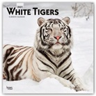 Browntrout, BrownTrout Publisher, Browntrout Publishing (COR) - White Tigers 2021 Calendar