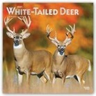 Browntrout, BrownTrout Publisher, Browntrout Publishing (COR) - White Tailed Deer 2021 Calendar