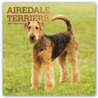 Browntrout, BrownTrout Publisher, Browntrout Publishing (COR) - Airedale Terriers 2021 Calendar