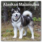 Browntrout, BrownTrout Publisher, Browntrout Publishing (COR) - Alaskan Malamutes 2021 Calendar