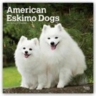 Browntrout, BrownTrout Publisher, Browntrout Publishing (COR) - American Eskimo Dogs 2021 Calendar