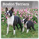Browntrout, BrownTrout Publisher, Browntrout Publishing (COR) - Boston Terriers 2021 Calendar
