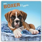 Browntrout, BrownTrout Publisher, Browntrout Publishing (COR) - Boxer Puppies 2021 Square Calendar