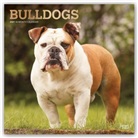 BrownTrout Publisher, Browntrout Publishing (COR) - Bulldogs 2021 Calendar
